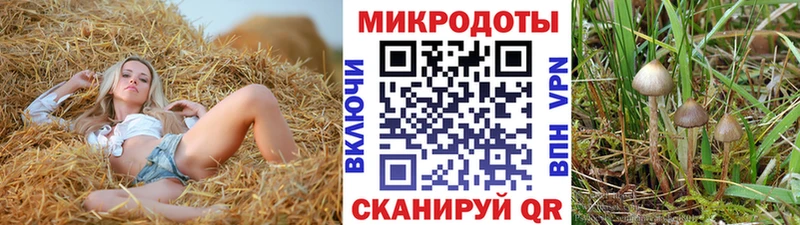 где продают   Белгород  Псилоцибиновые грибы Psilocybe 
